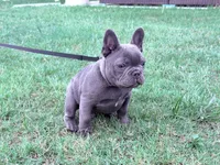 Ace, a male French Bulldog for sale in Atlanta, GA – 6 of 8