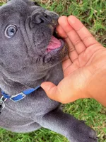 Ace, a male French Bulldog for sale in Atlanta, GA – 8 of 8