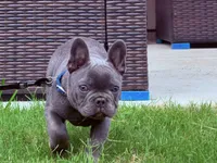 Ace, a male French Bulldog for sale in Atlanta, GA – 3 of 8