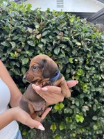 Bob Blu Boy , a male Miniature Dachshund for sale in Riverside, CA – 1 of 5