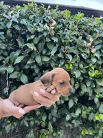 Dolly pink girl, a female Miniature Dachshund for sale in Riverside, CA – 3 of 6