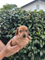Dolly pink girl, a female Miniature Dachshund for sale in Riverside, CA – 2 of 6