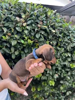 Bob Blu Boy , a male Miniature Dachshund for sale in Riverside, CA – 5 of 5