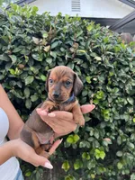 Bob Blu Boy , a male Miniature Dachshund for sale in Riverside, CA – 3 of 5