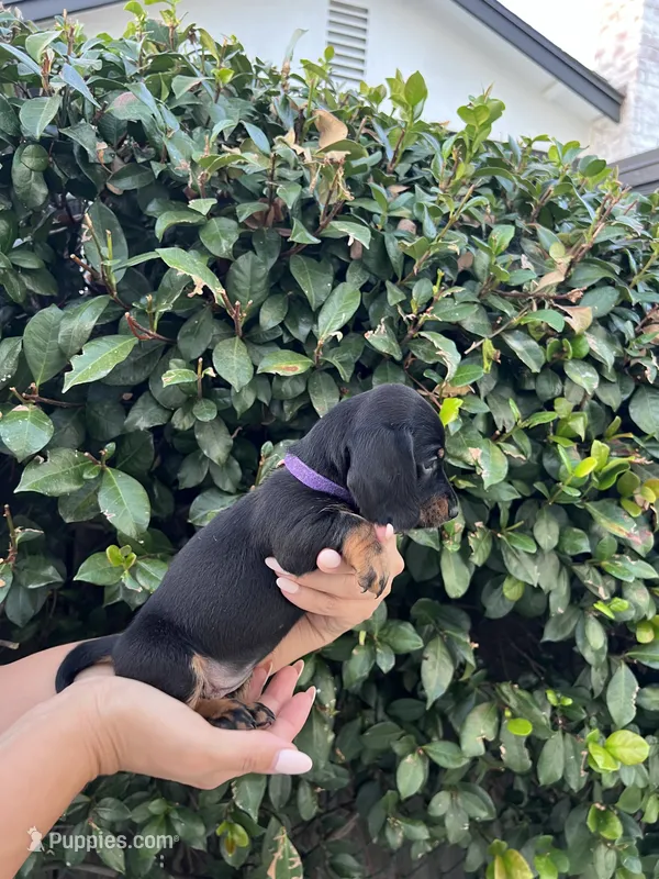 Sam girl purple  – Miniature Dachshund puppy for sale in Riverside, CA