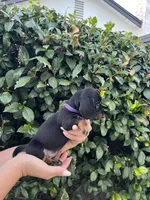 Sam girl purple , a female Miniature Dachshund for sale in Riverside, CA – 1 of 8