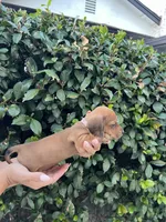 Dolly pink girl, a female Miniature Dachshund for sale in Riverside, CA – 4 of 6