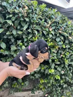 Megan Girl Hot pink, a female Miniature Dachshund for sale in Riverside, CA – 3 of 6