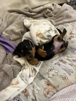 Little Miss , a female Miniature Dachshund for sale in Riverside, CA – Photo 3 of 3