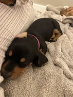 Little Miss , a female Miniature Dachshund for sale in Riverside, CA – Photo 2 of 3