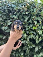 Megan Girl Hot pink, a female Miniature Dachshund for sale in Riverside, CA – 5 of 6