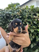 Riley Green Boy, a male Miniature Dachshund for sale in Riverside, CA – 6 of 6