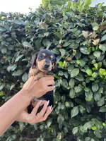 Megan Girl Hot pink, a female Miniature Dachshund for sale in Riverside, CA – 6 of 6