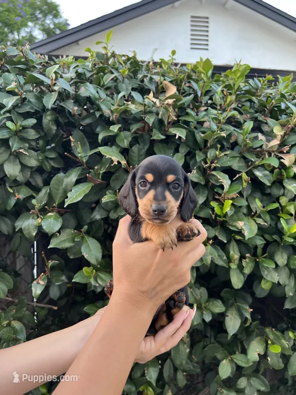 Riley Green Boy – Miniature Dachshund puppy for sale in Riverside, CA