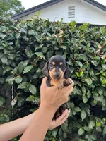 Riley Green Boy, a male Miniature Dachshund for sale in Riverside, CA – 1 of 6