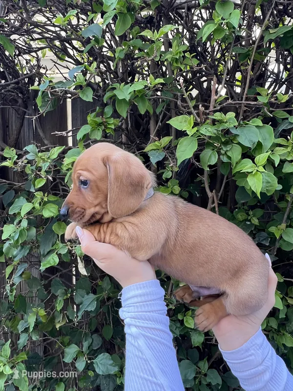 Clyde, a male Miniature Dachshund for sale in Riverside, CA – Photo 1 of 4