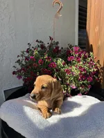 Clyde, a male Miniature Dachshund for sale in Riverside, CA – Photo 2 of 4