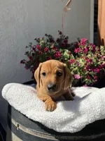 Clyde, a male Miniature Dachshund for sale in Riverside, CA – Photo 3 of 4