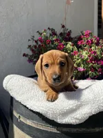 Clyde, a male Miniature Dachshund for sale in Riverside, CA – Photo 4 of 4