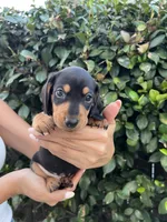 Tennessee Orange, a male Miniature Dachshund for sale in Riverside, CA – 1 of 5
