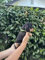 Riley Green Boy, a male Miniature Dachshund for sale in Riverside, CA – 2 of 6