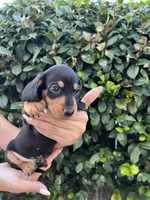 Tennessee Orange, a male Miniature Dachshund for sale in Riverside, CA – 4 of 5