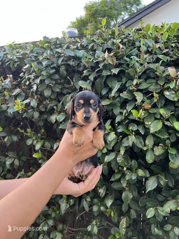 Megan Girl Hot pink – Miniature Dachshund puppy for sale in Riverside, CA