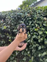 Megan Girl Hot pink, a female Miniature Dachshund for sale in Riverside, CA – 1 of 6