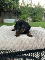 Sam girl purple , a female Miniature Dachshund for sale in Riverside, CA – 5 of 8