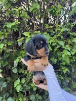 Ruby Red , a female Miniature Dachshund for sale in Riverside, CA – Photo 2 of 4