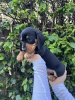 Ruby Red , a female Miniature Dachshund for sale in Riverside, CA – Photo 1 of 4