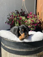 Ruby Red , a female Miniature Dachshund for sale in Riverside, CA – Photo 4 of 4