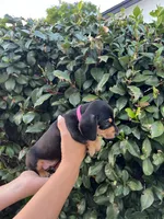 Megan Girl Hot pink, a female Miniature Dachshund for sale in Riverside, CA – 2 of 6