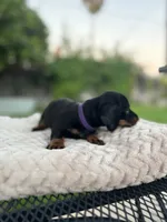 Sam girl purple , a female Miniature Dachshund for sale in Riverside, CA – 7 of 8