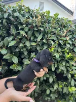 Sam girl purple , a female Miniature Dachshund for sale in Riverside, CA – 3 of 8