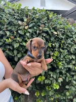 Bob Blu Boy , a male Miniature Dachshund for sale in Riverside, CA – 4 of 5