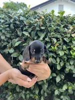Sam girl purple , a female Miniature Dachshund for sale in Riverside, CA – 6 of 8