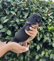Sam girl purple , a female Miniature Dachshund for sale in Riverside, CA – 2 of 8