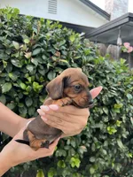 Bob Blu Boy , a male Miniature Dachshund for sale in Riverside, CA – 2 of 5