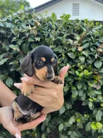 Riley Green Boy, a male Miniature Dachshund for sale in Riverside, CA – 3 of 6