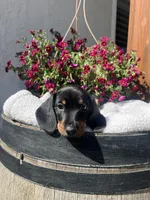 Bruce Boy , a male Miniature Dachshund for sale in Riverside, CA – Photo 4 of 7