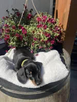 Bruce Boy , a male Miniature Dachshund for sale in Riverside, CA – Photo 7 of 7