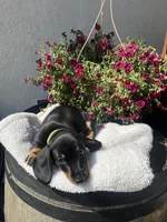 Bruce Boy , a male Miniature Dachshund for sale in Riverside, CA – Photo 5 of 7