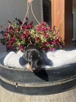 Bruce Boy , a male Miniature Dachshund for sale in Riverside, CA – Photo 6 of 7