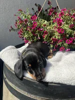 Bruce Boy , a male Miniature Dachshund for sale in Riverside, CA – Photo 2 of 7