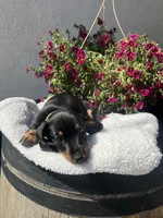 Bruce Boy , a male Miniature Dachshund for sale in Riverside, CA – Photo 3 of 7