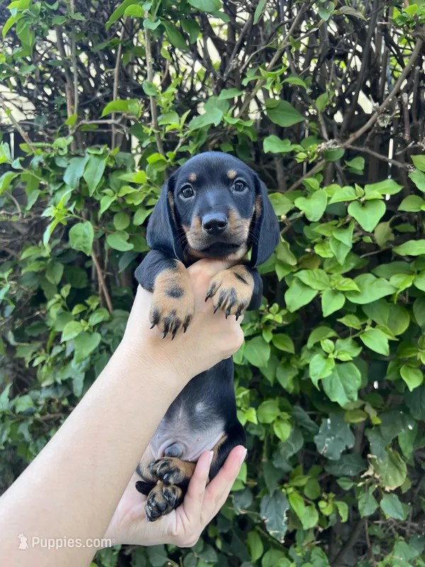 Bruce Boy , a male Miniature Dachshund for sale in Riverside, CA – Photo 1 of 7