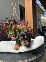 Blu boy, a male Miniature Dachshund for sale in Riverside, CA – Photo 6 of 8