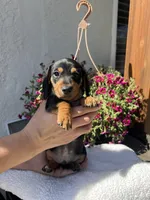 Blu boy, a male Miniature Dachshund for sale in Riverside, CA – Photo 1 of 8