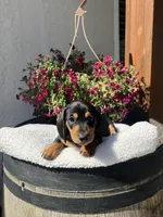 Blu boy, a male Miniature Dachshund for sale in Riverside, CA – Photo 5 of 8